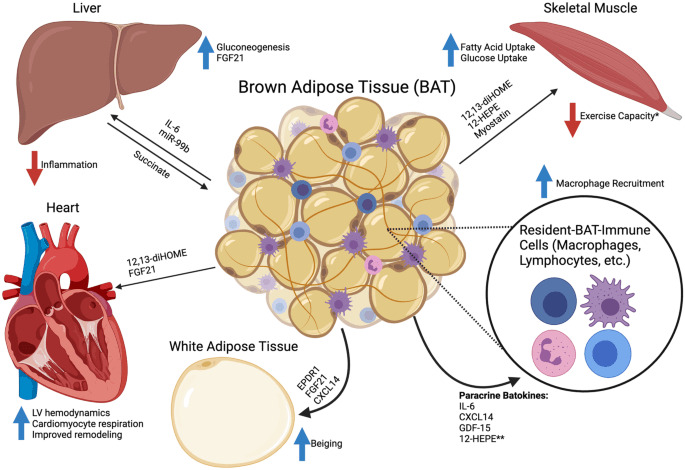 burn brown adipose fat tissue